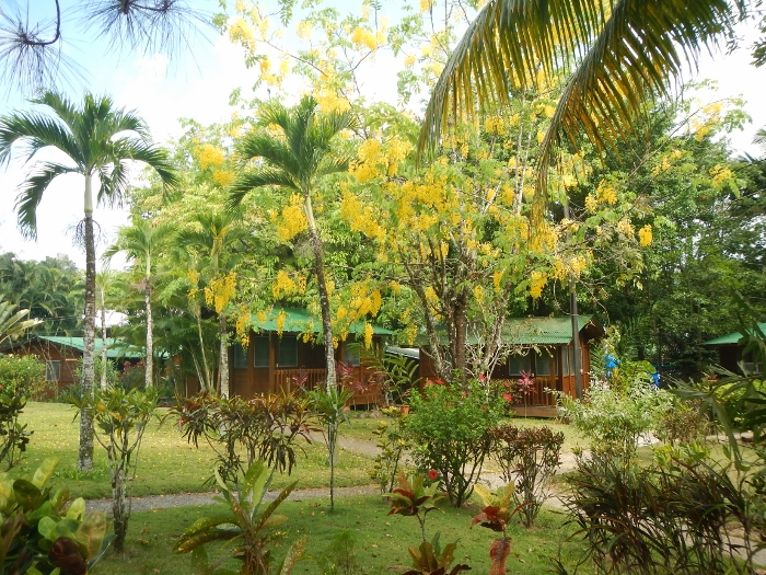 2016 A tree in bloom on the
        Catamar Marina Grounds