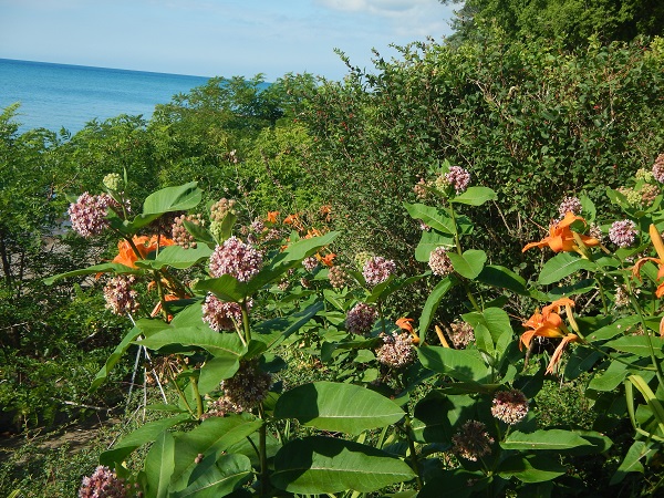 2017 our lakeside roughage shows off itself in summer
          bloom