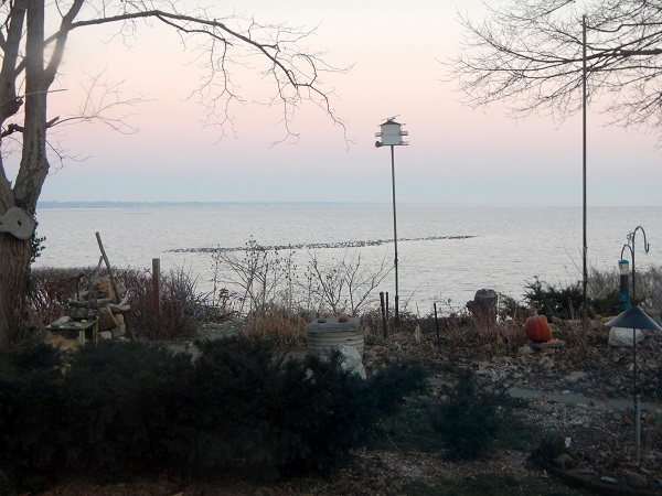 2017 Migrating Ducks resting early January in front of
          Beacon Court