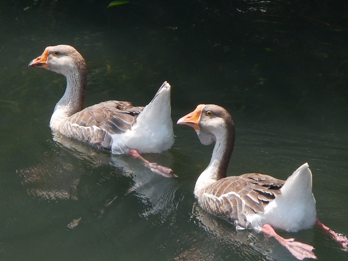 2017 Rio Catam our Pet Geese