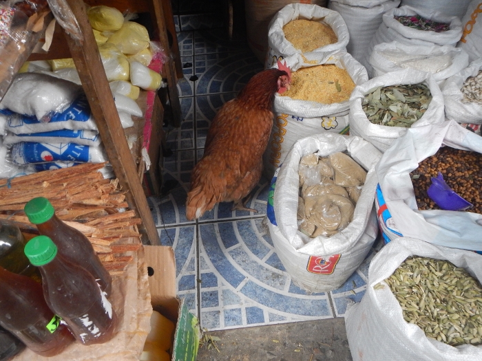 2017 Rio Dulce A Chichen enjoys the Maim Street