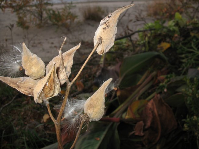 2010 BCt
      Winter Milk Weed