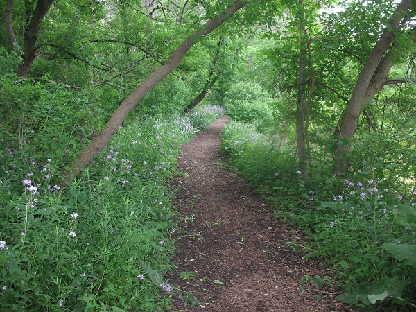 2010 June 6 Canatara Park Spring Hiking Trail in bloom