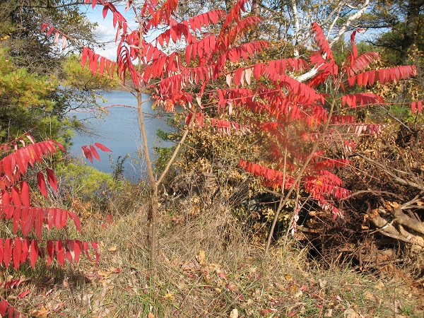 2010 The
      Summach in full fall coulors at the Pinery