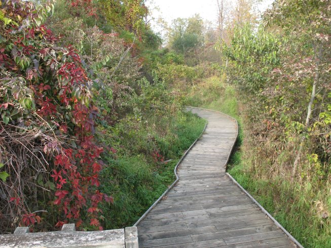 2010 Oct 18th saw us on a board walk during a camping trip to
      Point Pelee