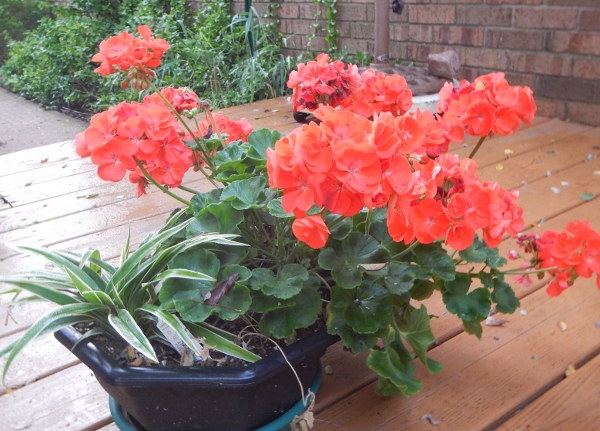 2018
        Beacon Court Geraniums