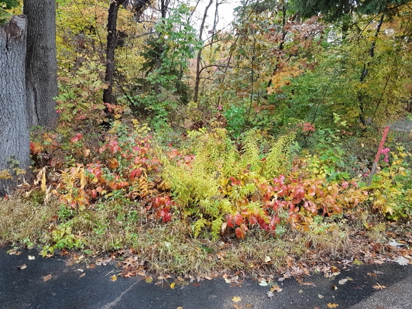 2018 Beacon Court we have colourfull poison Ivy on
        Charleswoth Lane