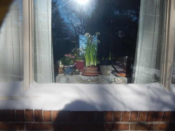 2018 Jan 30 Kathy's Winter Garden from the outside looking
        in