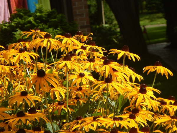 2019 Aug 27th the Brown Eye Susans were in full bloom