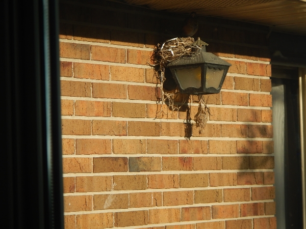 2019 July A robin takes over the front deck to raise
            her family