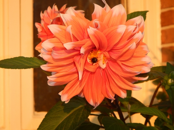 2019 Nov 12 The Dahlias were still blooming