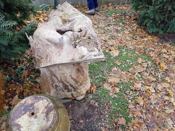 2019 Nov 22 the mushrooms were blooming