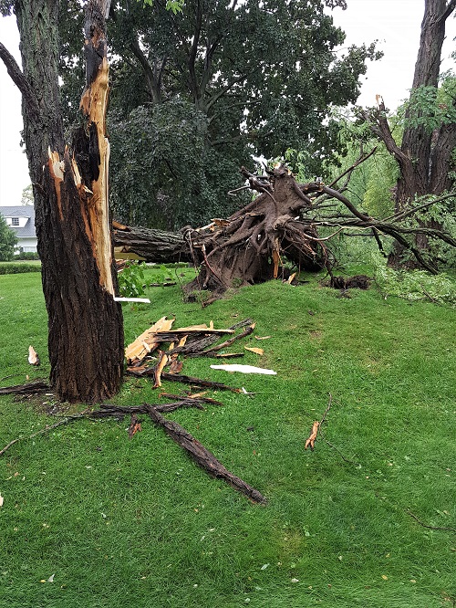 BCt August wind storm takes down a couple of trees