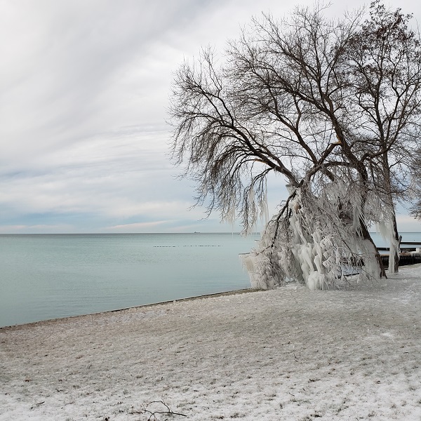 2020 Jan 9 Our East neighbour's Iced Tree
