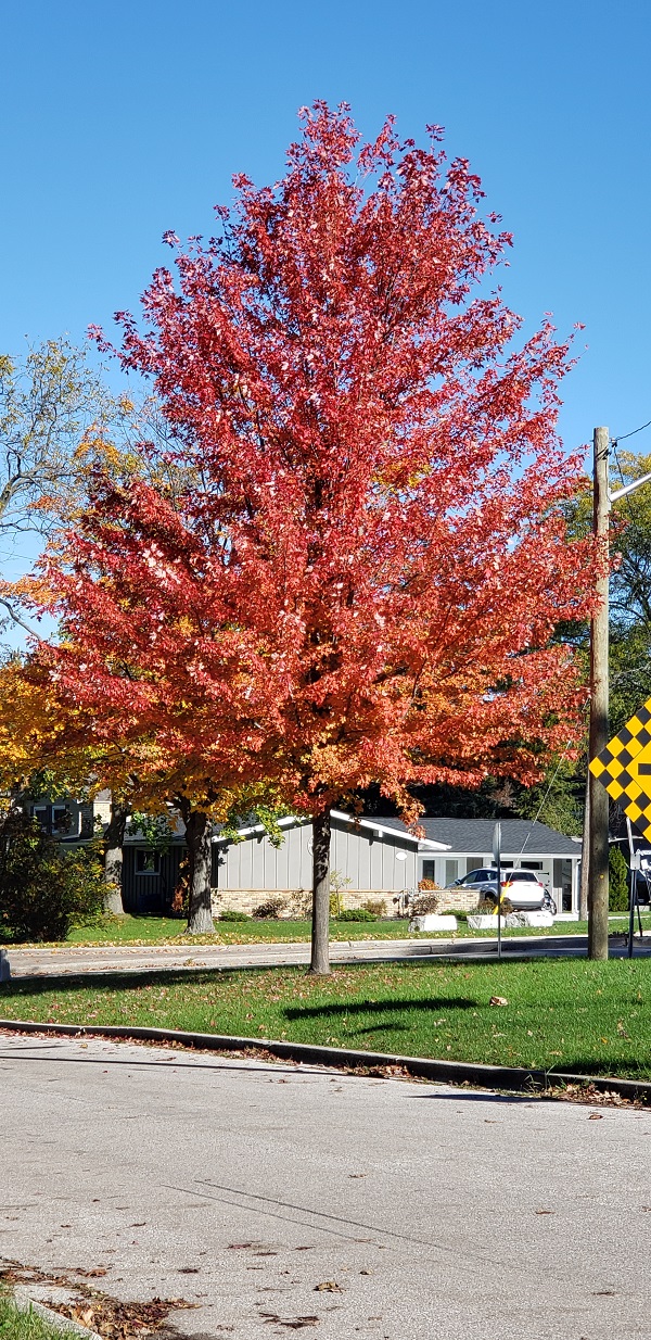 2021 BCt Coulourfull tree on Chriatina St Oct 31