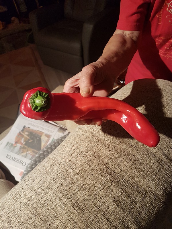 2021 BCT A closeup of Kathys Shepherds Pepper Jan 27