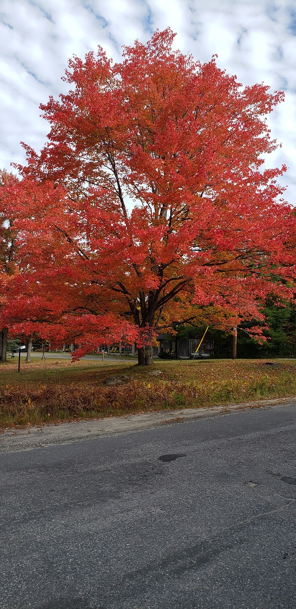 2022 Muskoka Lakes Colourfull Tree