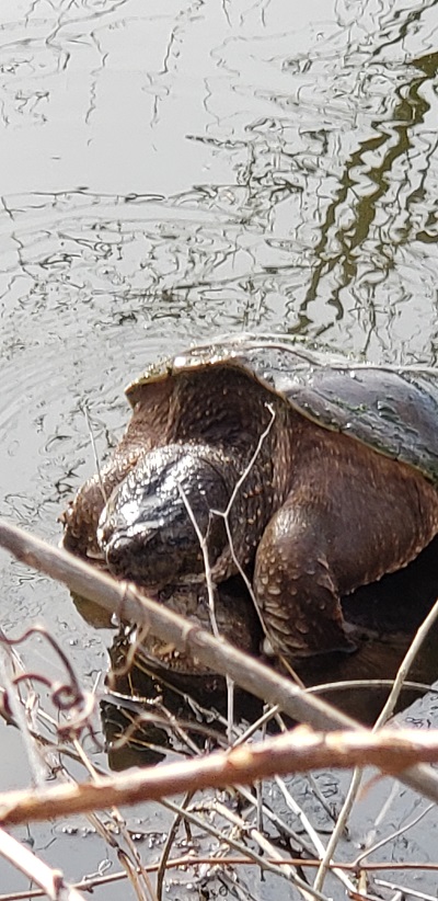 2024 March 10 2 Snappimg Turtles mate Canatara Walk