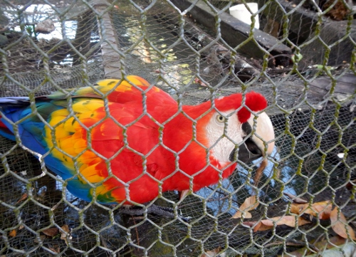 One of the two parrots that entertain us on our way
        to the Tennis Court