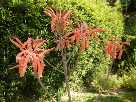 On of the many blooming tropical flowers in Bill and Marys
        garden