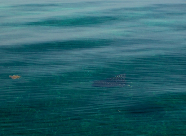 A Spotted Eagle Ray greets us as we anchor at Glovers
            Reef SW Cay
