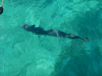 An Old Barracuda cruises around
        Tundra in North Long Coco