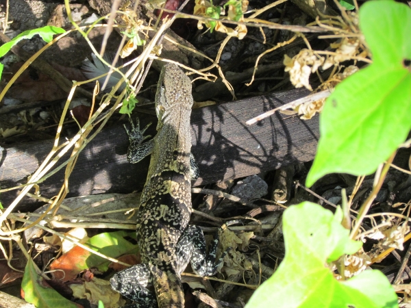 We spot an Iguana on our short hike to the Bird
                Sanctuary