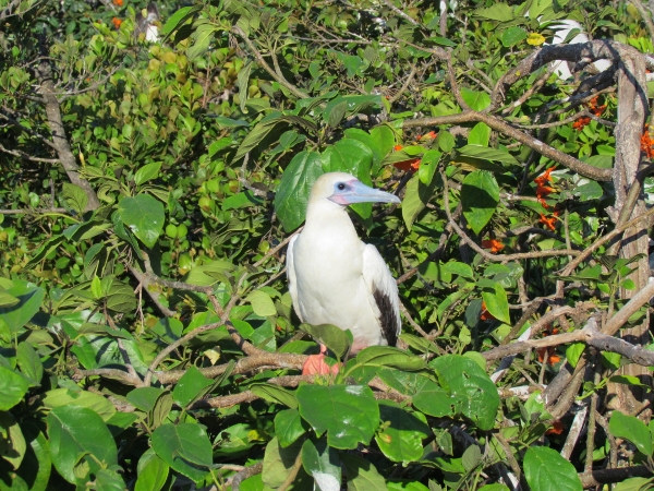 A perched Blue Footed Boobie
                watches us unafraid