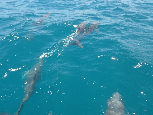 We encounter more playfull Dolphins
            enroute