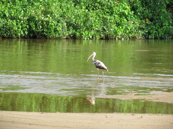 One of our favorite La Laguna
                Birds dancing and dining on the Lilly Pads